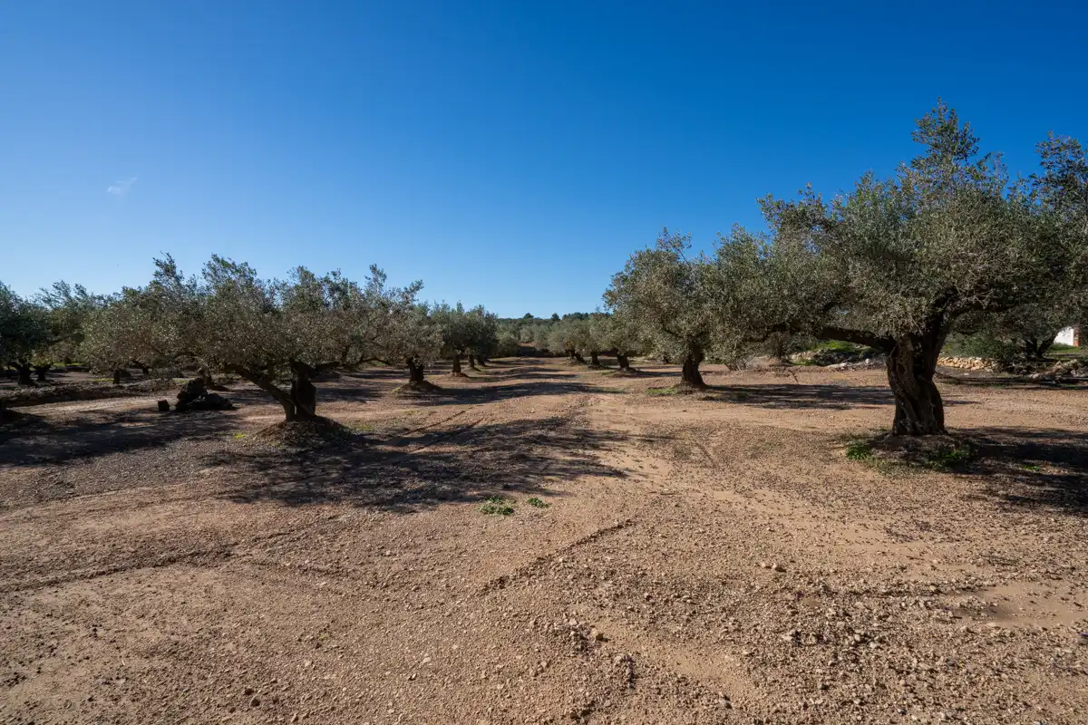 Villa avec piscine à vendre à Camí de les Barraques 17, imagen 42