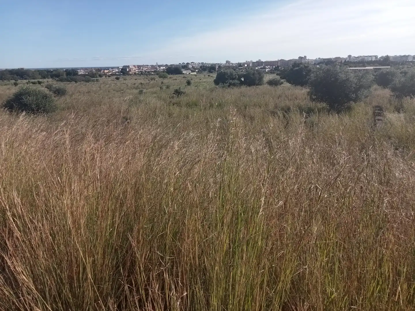 Terreno rustico in vendita a El Grao, imagen 2