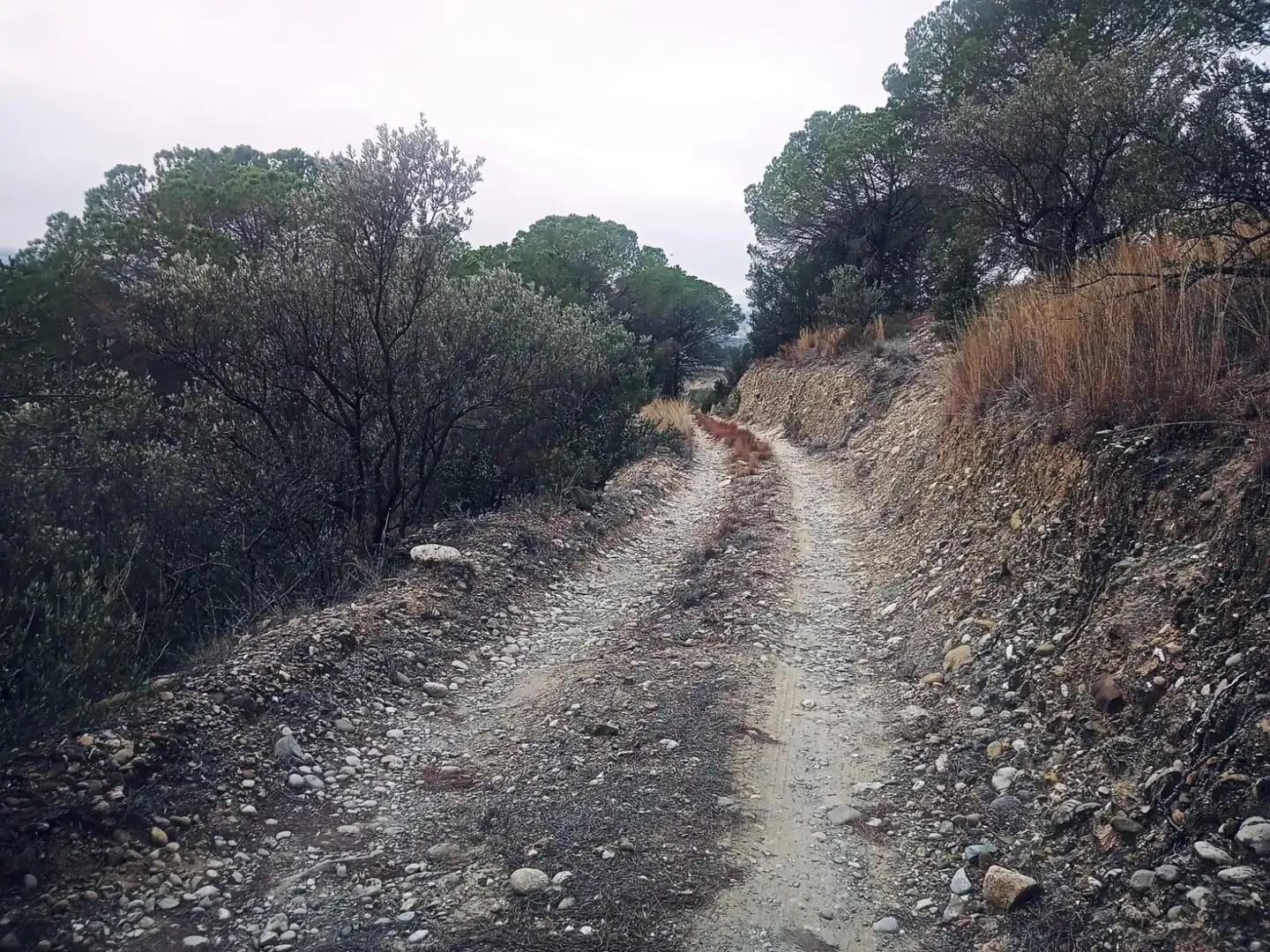 Exterior view of Land for sale in Olesa de Montserrat