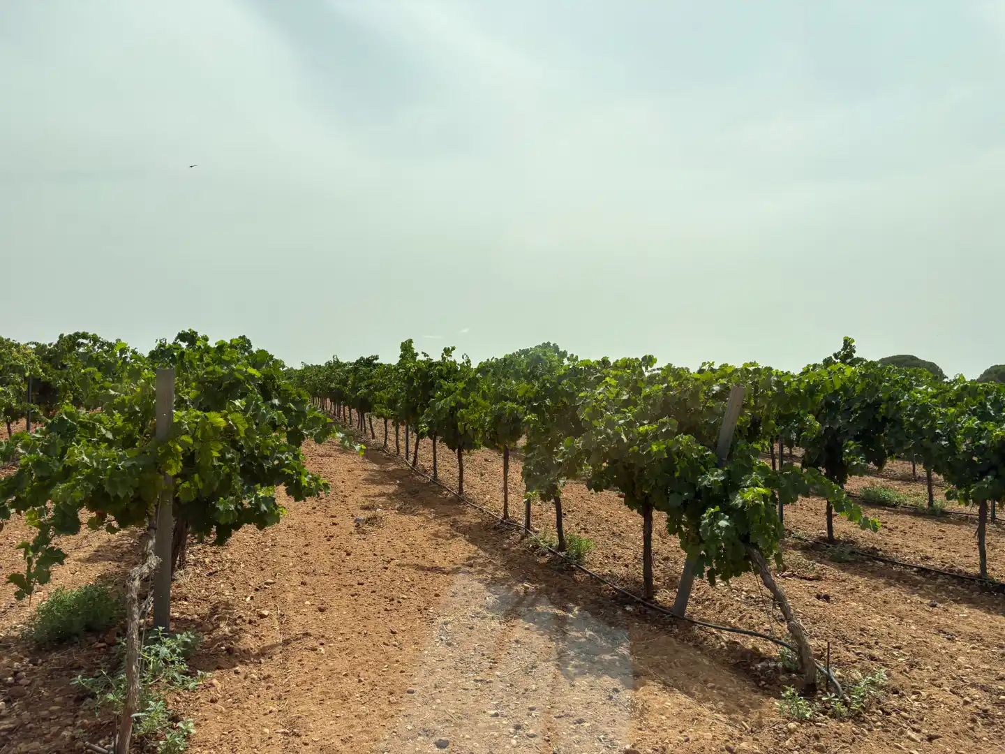 Terreno rustico in vendita a N/A, imagen 25