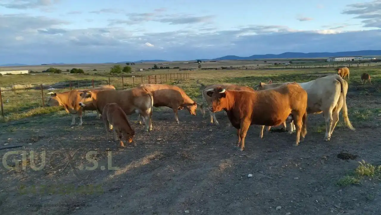 Terreni e lotti in vendita a Valdesalor - Rincón de Ballesteros, imagen 11