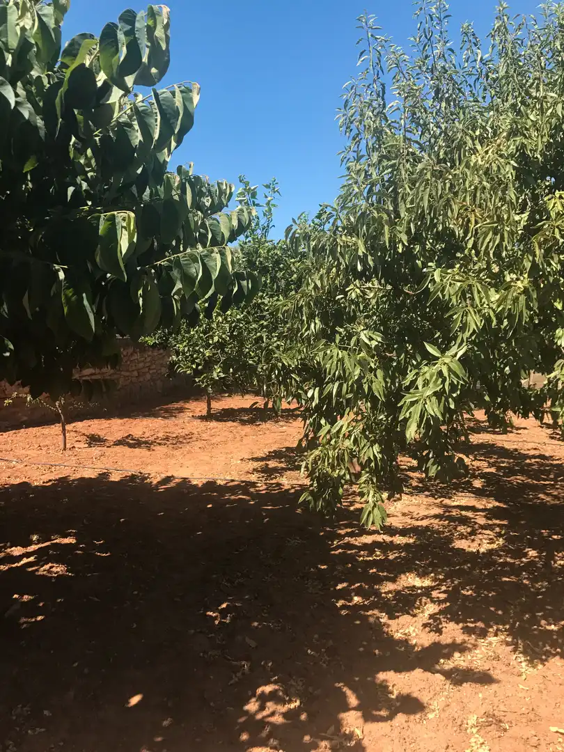 Terreno rústico en venta en Motril  ciudad, imagen 6