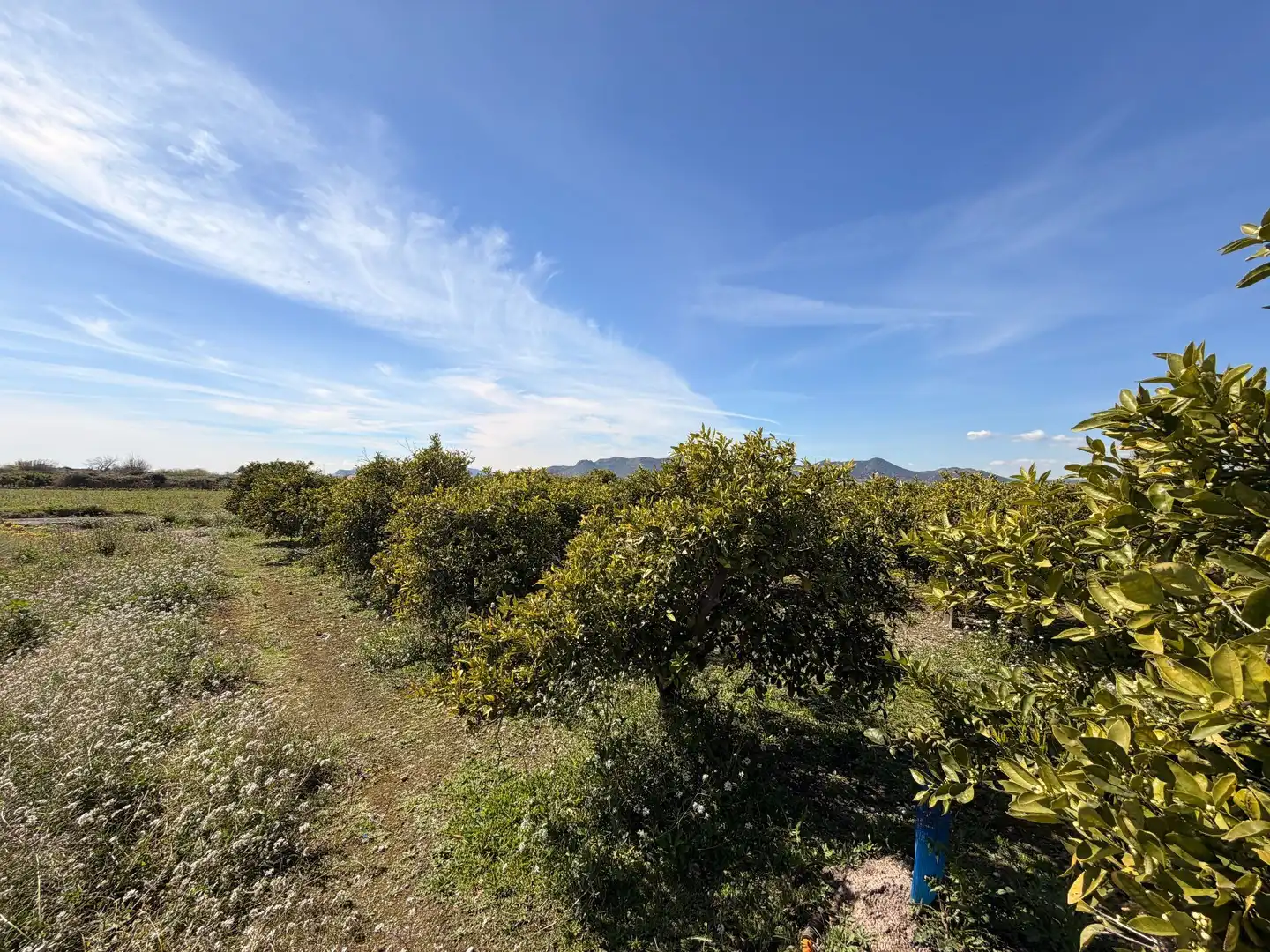 Rural land for sale in Almenara, imagen 9