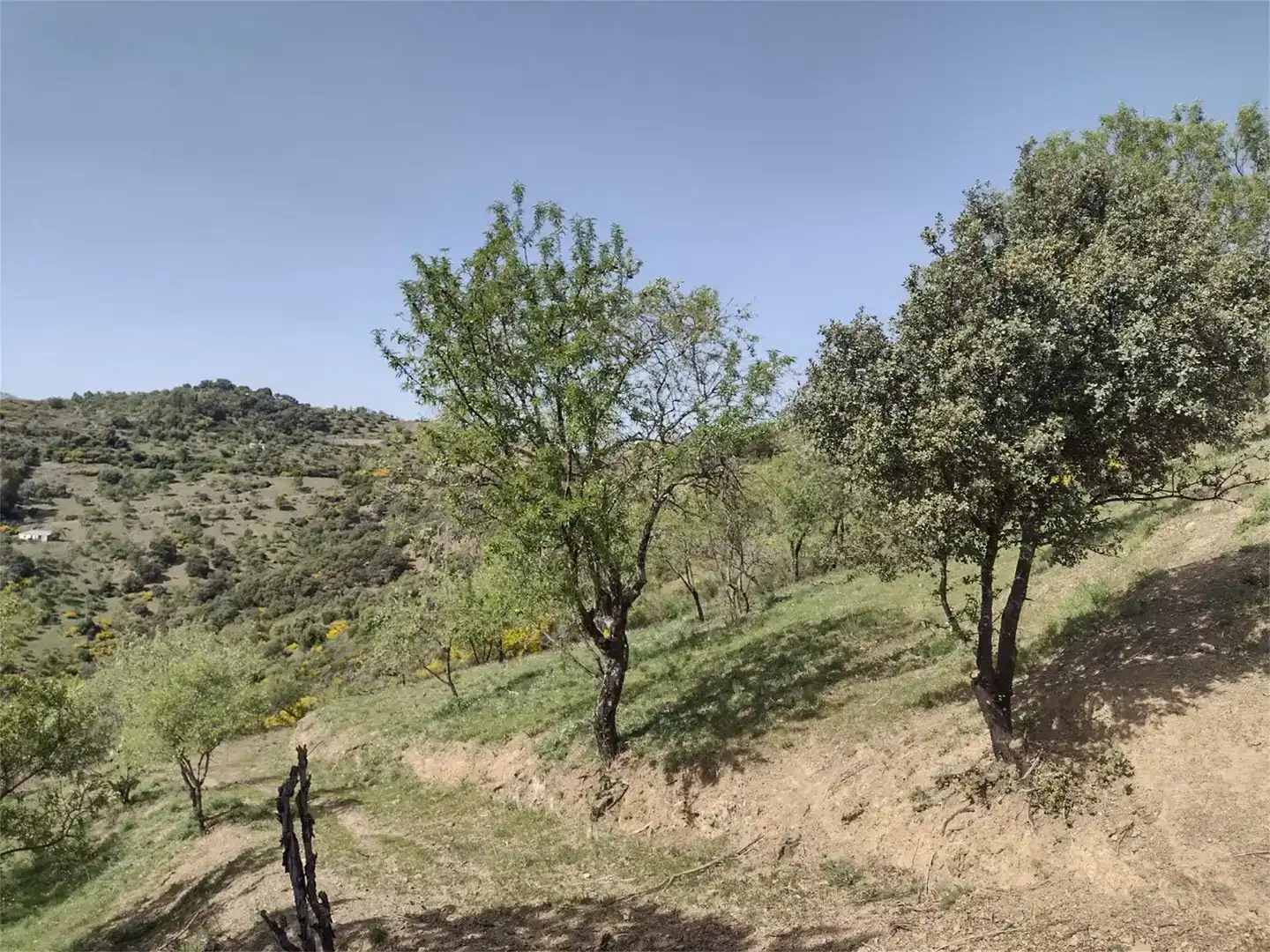 Land for sale in Benadalid
