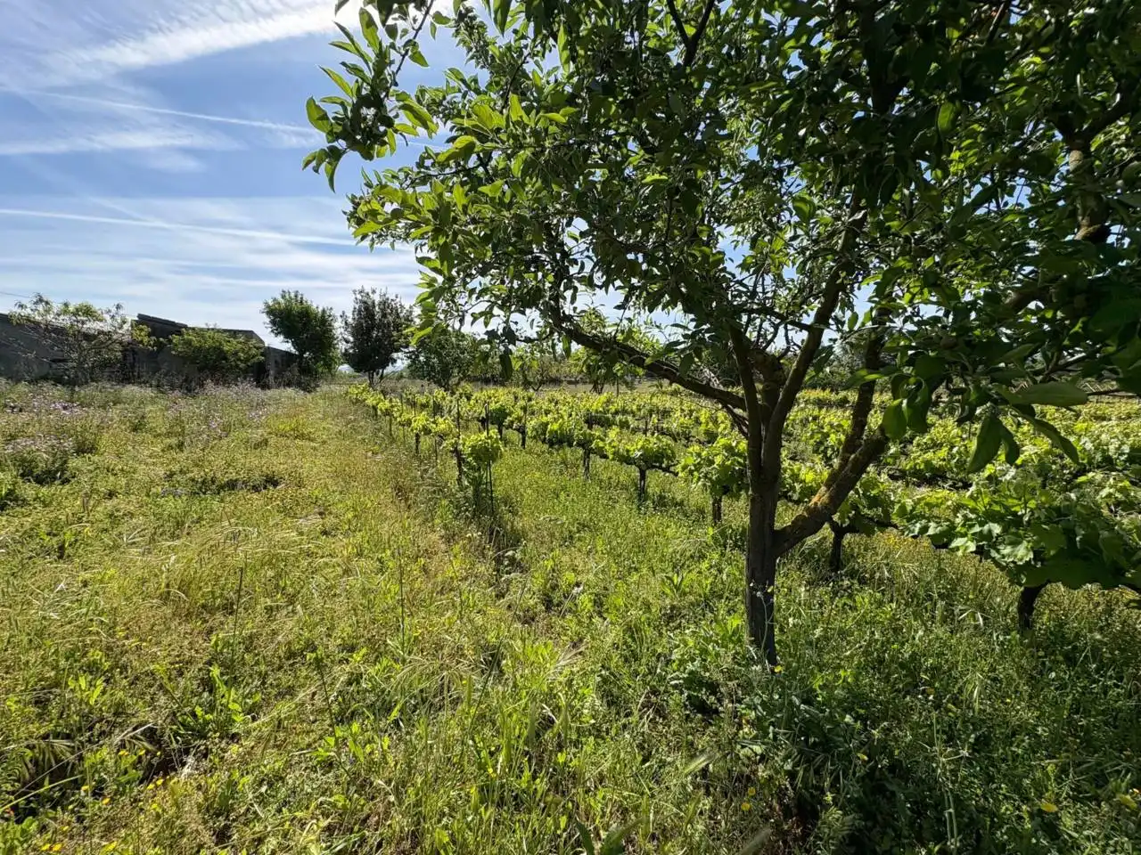 Terreno residenziale in vendita a Ciudad Rodrigo