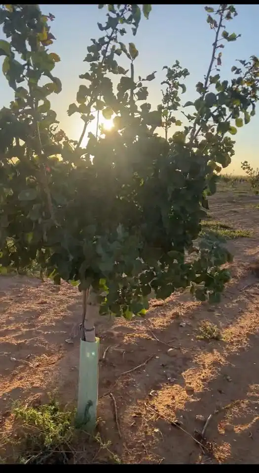 Terreno rustico in vendita a Paraje los Pleitos