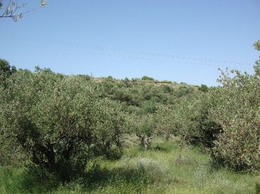Terreno rustico in vendita a Villamediana de Iregua