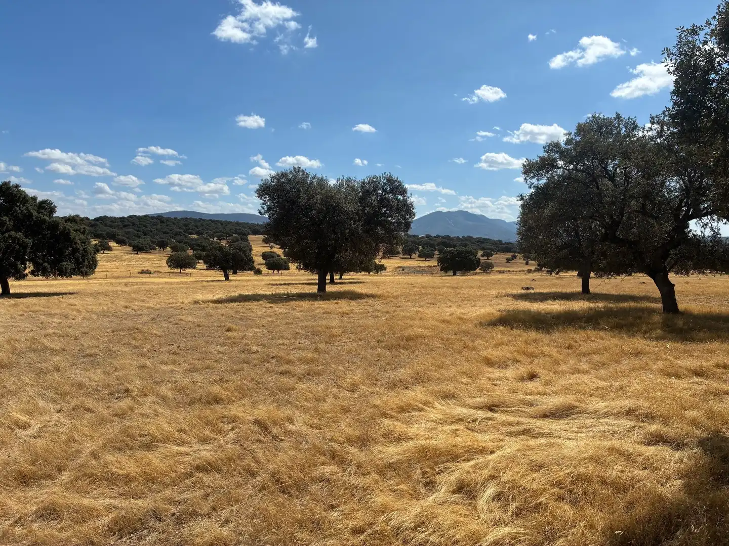 Terreno rustico in vendita a Mohedas de la Jara, imagen 3