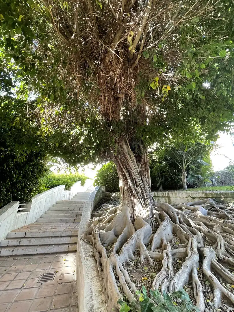 Vista exterior de Planta baixa en venda en Marbella amb Piscina comunitària