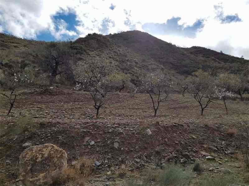 Land for sale in Albánchez