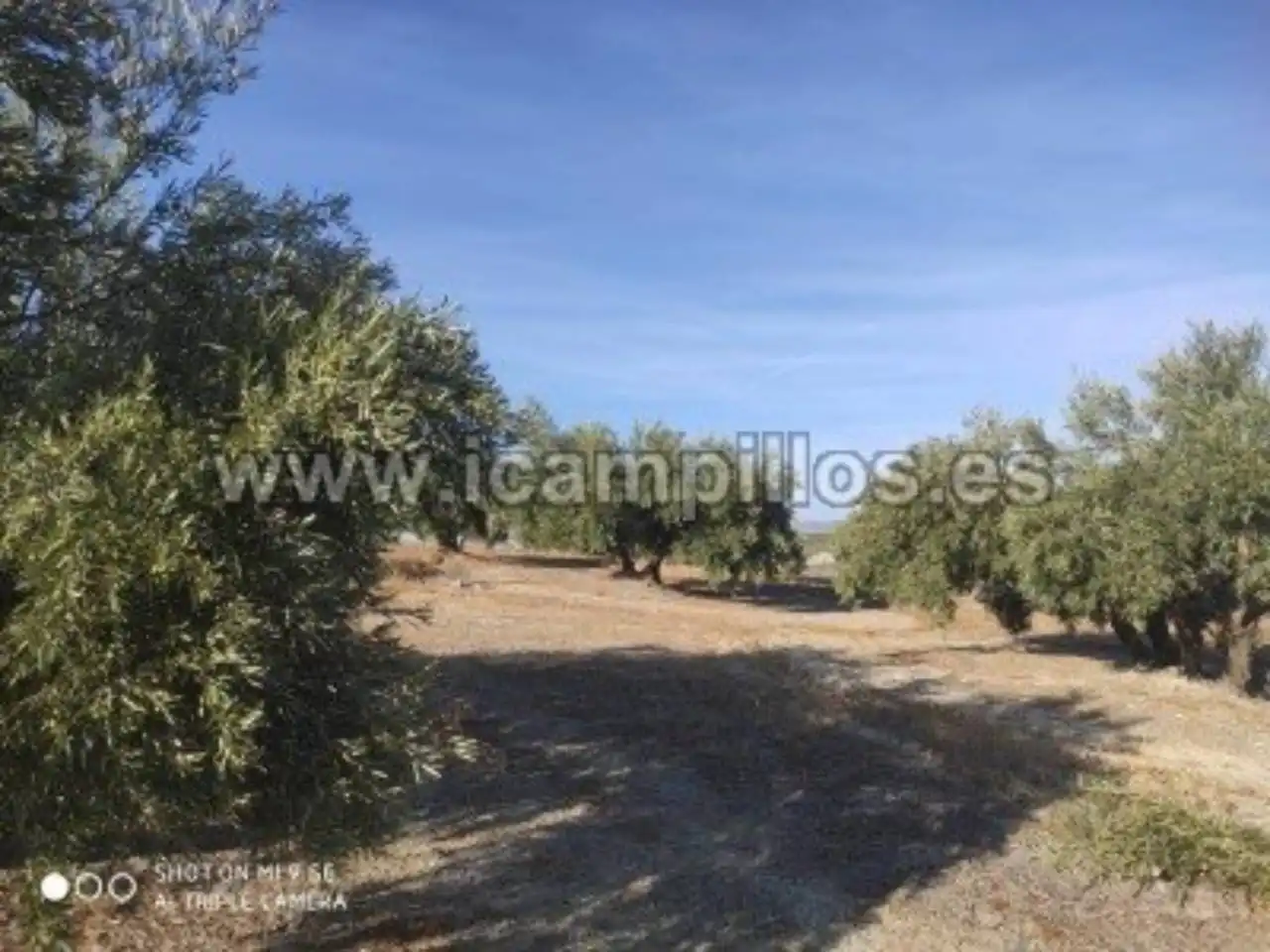 Terrain rustique à vendre à Calle TERMINO DE BAENA, imagen 4