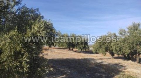 2 FANEGAS MARTEÑO, immagine 4