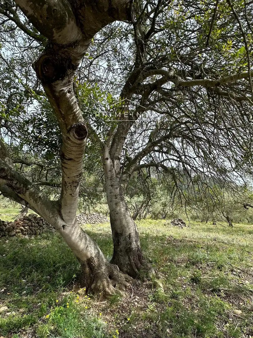 Terreno rústico en venta en L'Ametlla de Mar pueblo, imagen 26