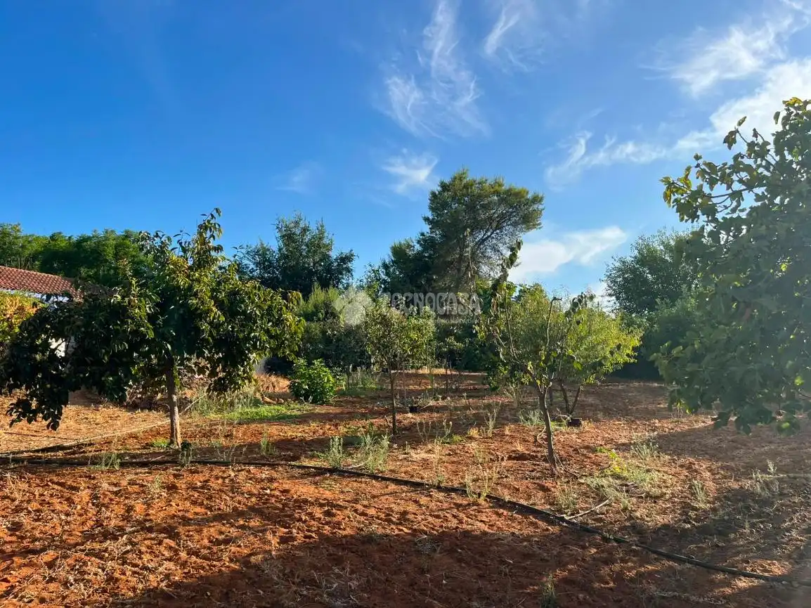 Finca rústica en venta en Carmona