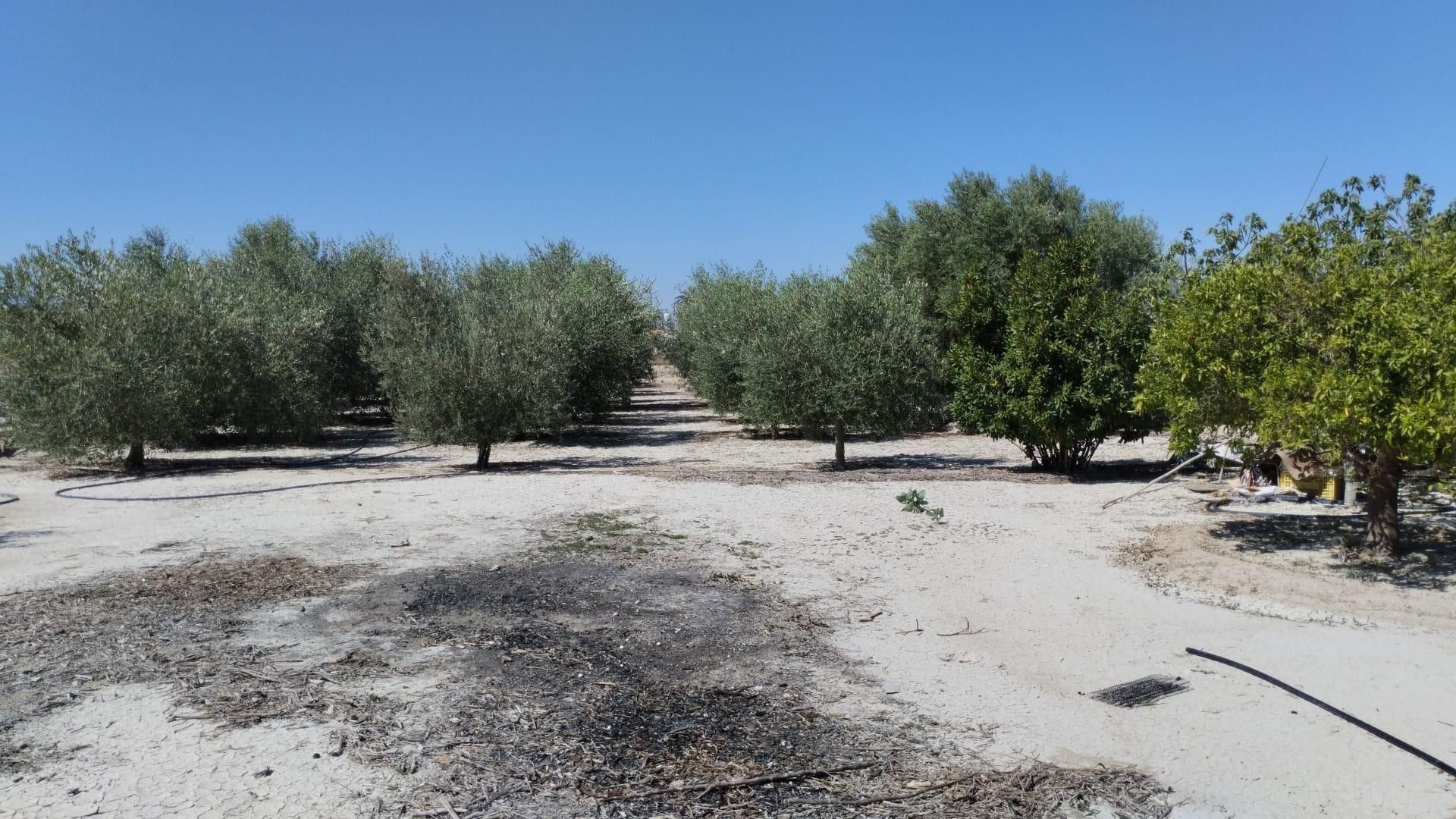Land for sale in Molina de Segura