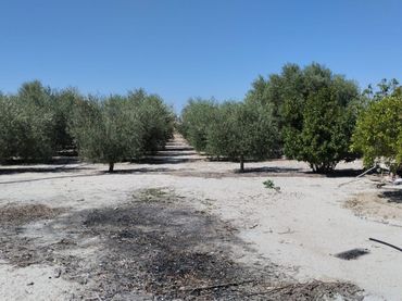 Terreno rustico in vendita a Casco Urbano