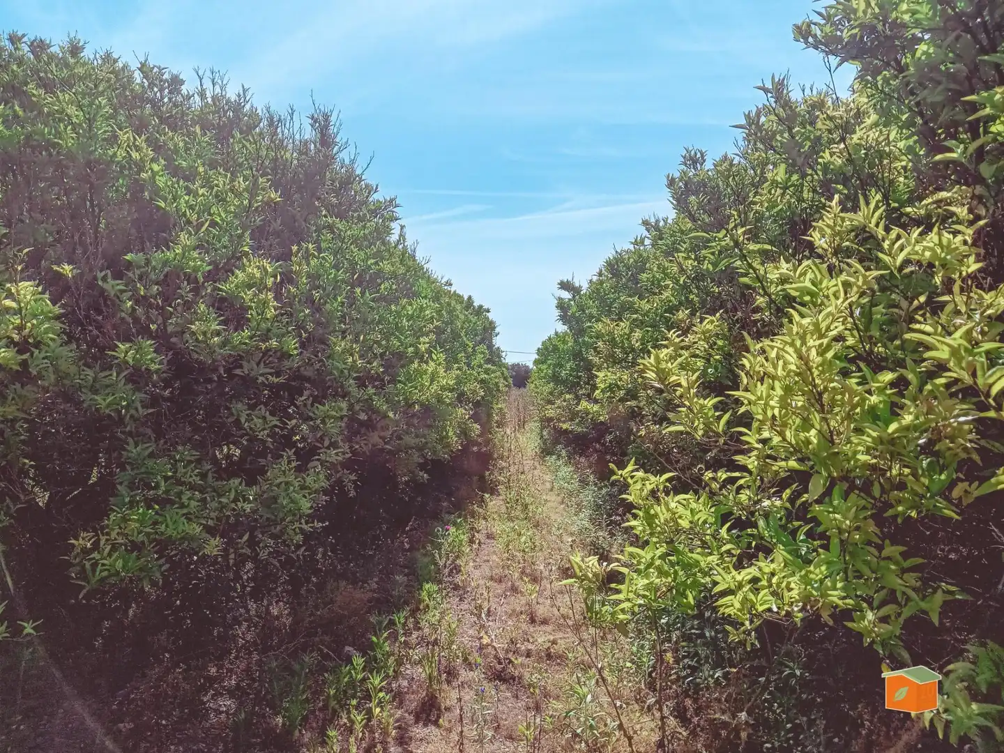 Terreno rustico in vendita a Santa Bàrbara, imagen 5