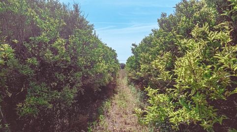FINCA RUSTICA DE MADARINOS EN VENTA EN SANTA BARBARA TARRAGONA, immagine 5