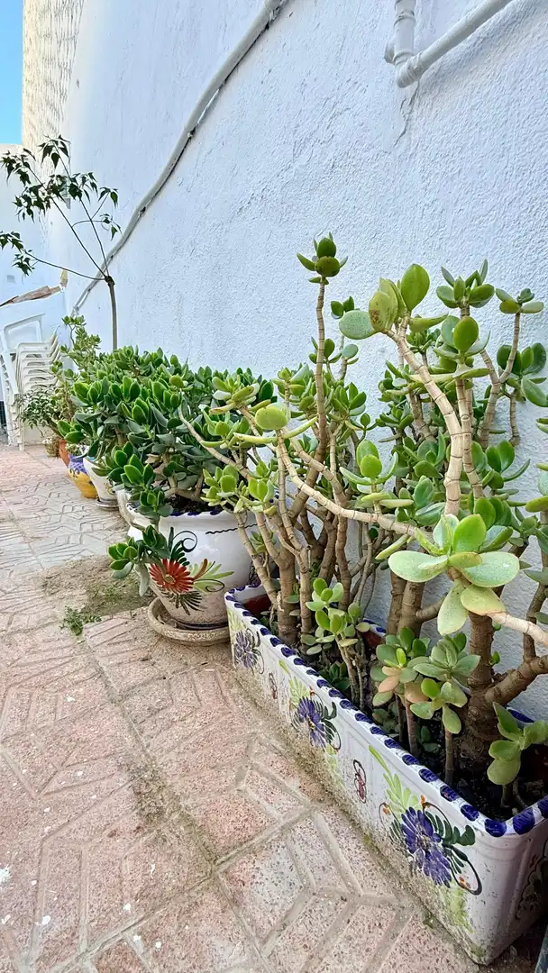 Jardín de Casa o chalet en venta en Albox