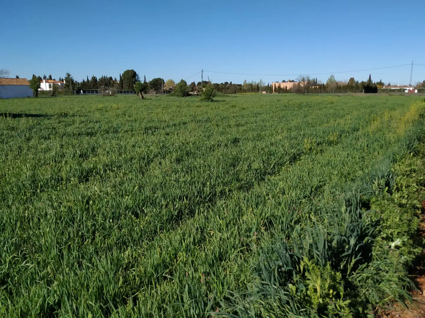 Terreno rustico in vendita a Los Rosales, imagen 2