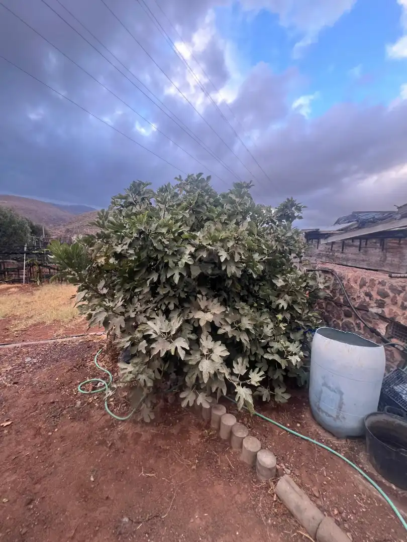 Rural land for sale in Ingenio pueblo, imagen 2