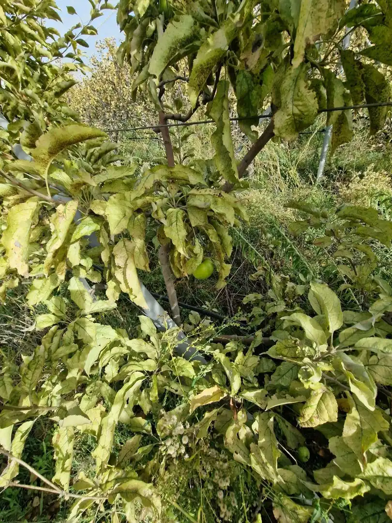 Maison rustique avec jardin à vendre à Cogollos de la Vega, imagen 32