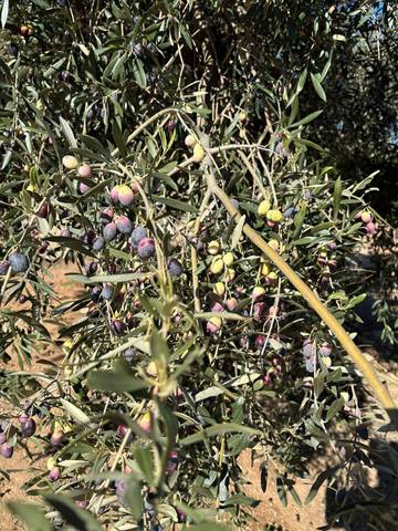 Finca rústica en Venta en Aldover