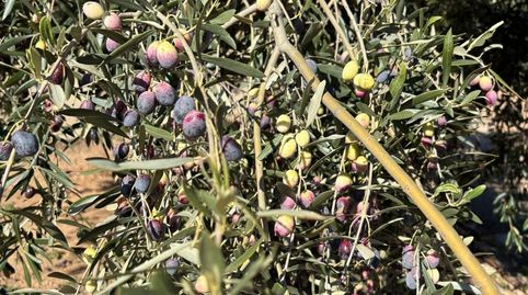 FINCA OLIVOS 15 hect., CASITA RÚSTICA Y ALMACEN AGRÍCOLA