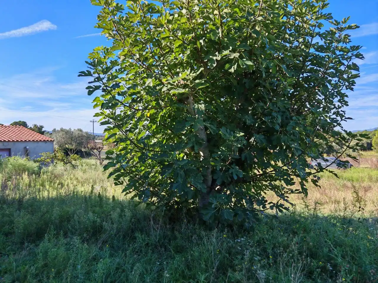 Rural land for sale in Camino Dipòsit, imagen 9