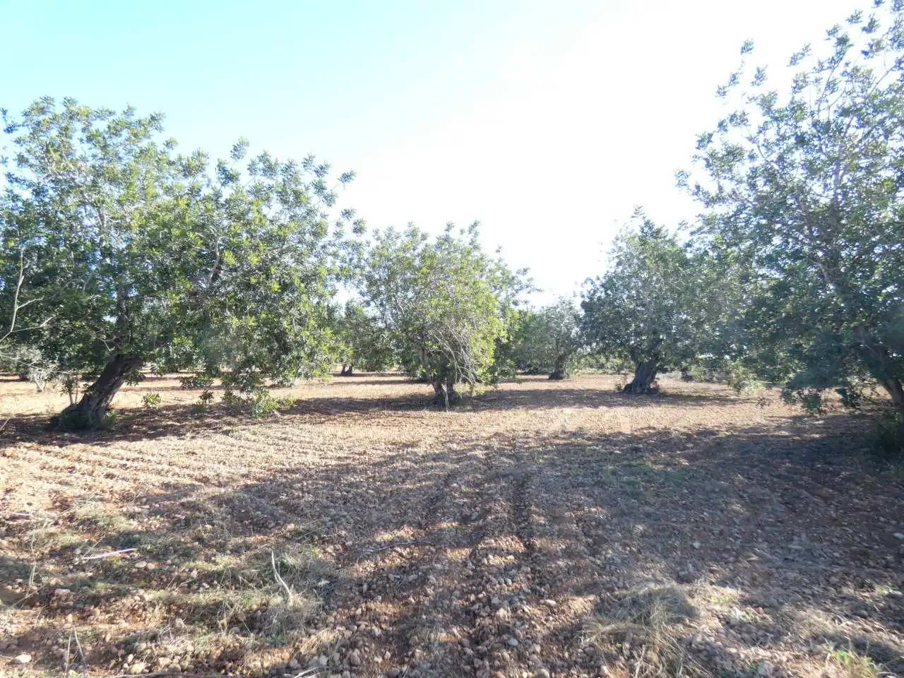 Terreno rustico in vendita a Calle PARTIDA PUIG, POLIGONO 3, imagen 2