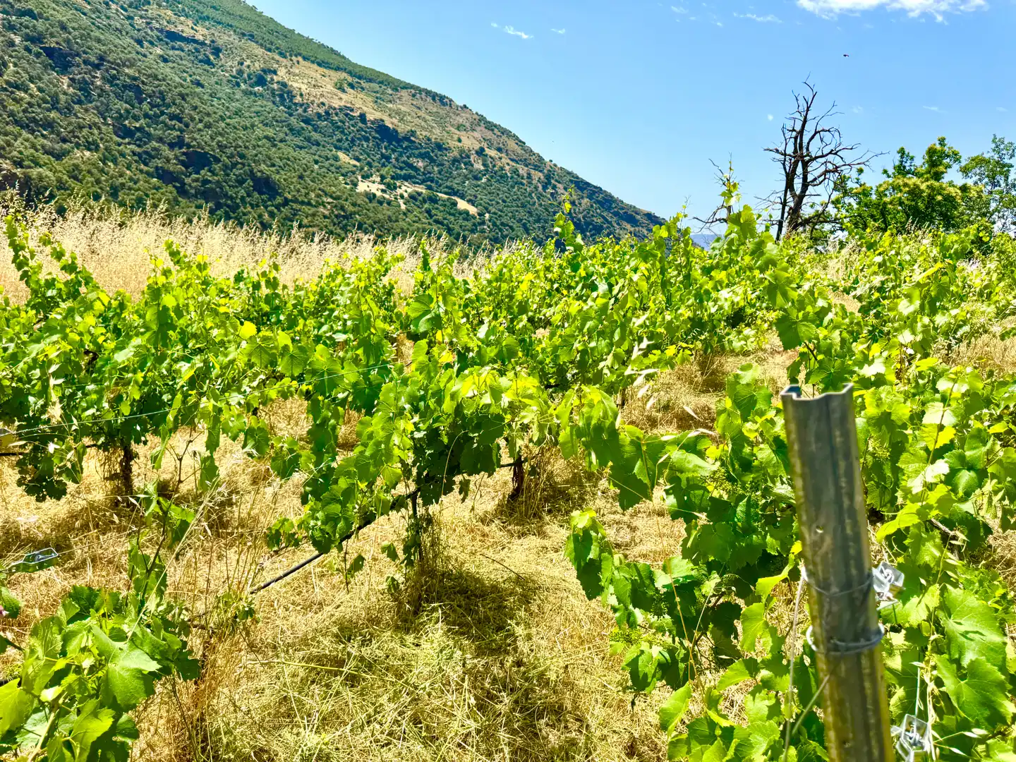 Terreni e lotti in vendita a Alpujarra de la Sierra, imagen 15
