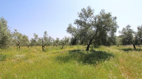 Foto 5 von Grundstücke zum Verkauf in Esparragalejo, Badajoz