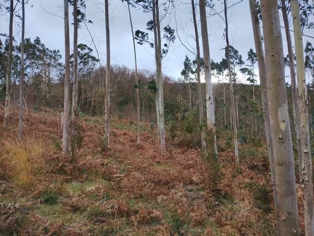 Terreno en Venta en Neda