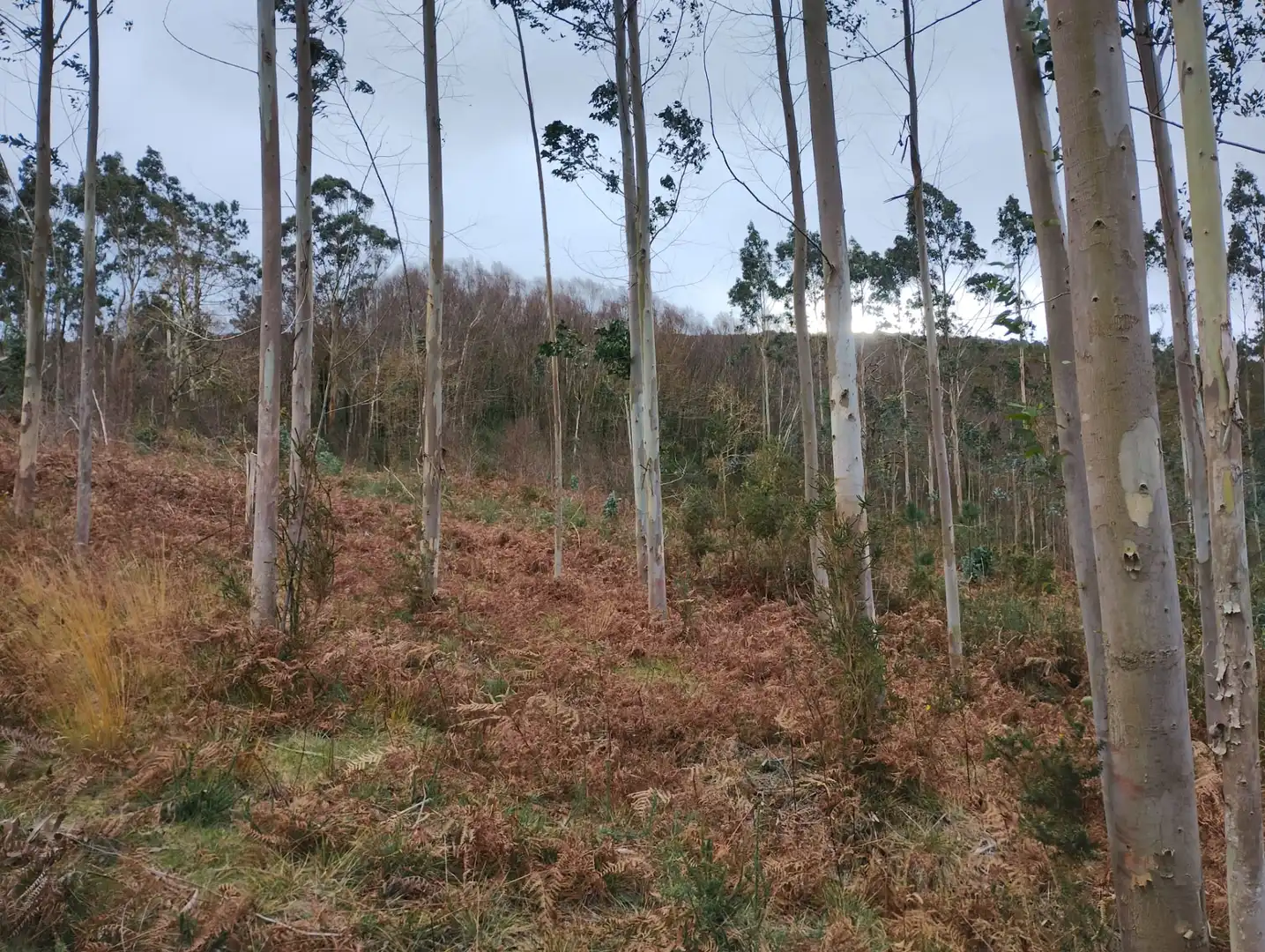 Terreno en venta en Neda