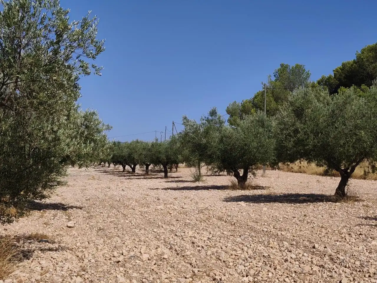 Terreno rustico in vendita a Castalla, imagen 21