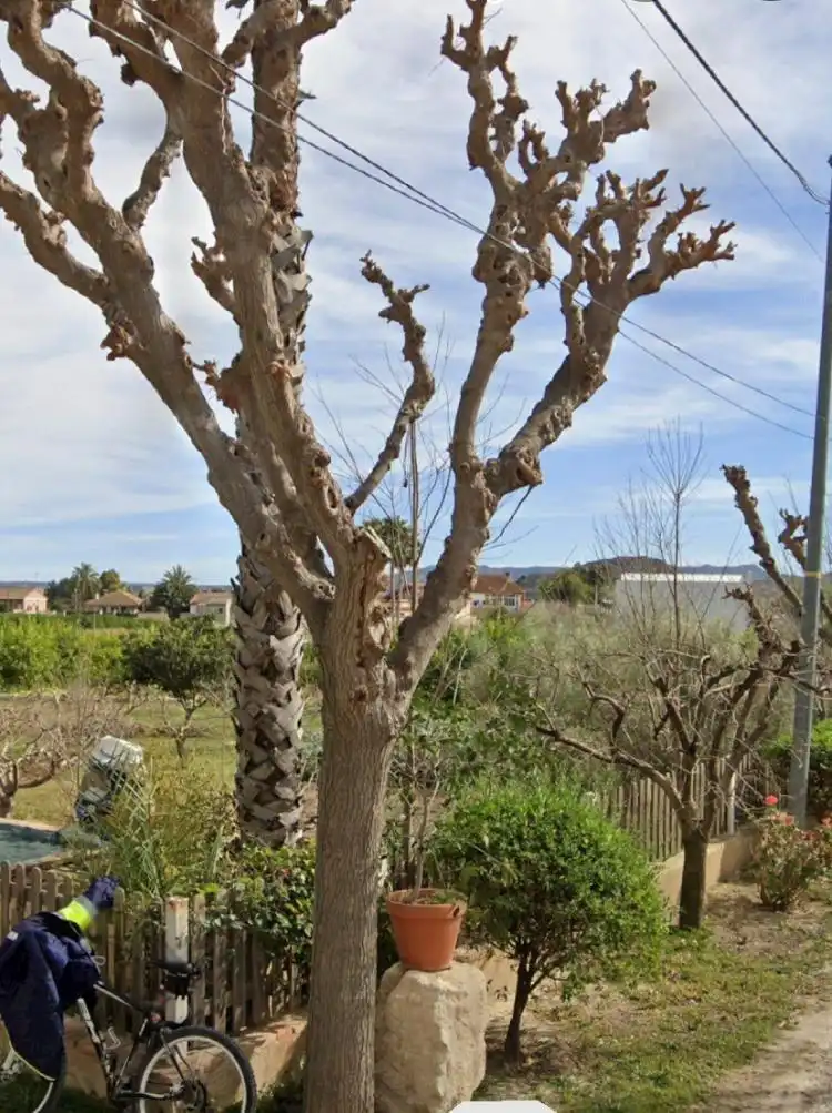 Terreny rústic en venda a Pedanías Este, imagen 2