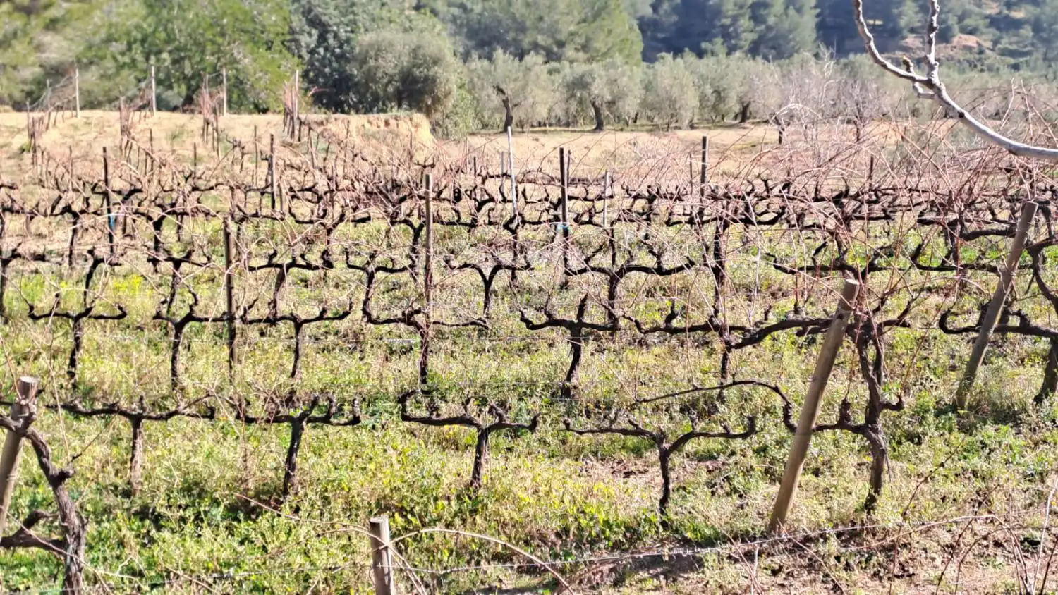 Jardí de Finca rústica en venda en Castellvell del Camp