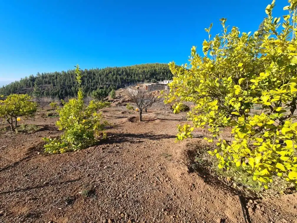 Finca rústica en venda en Granadilla de Abona