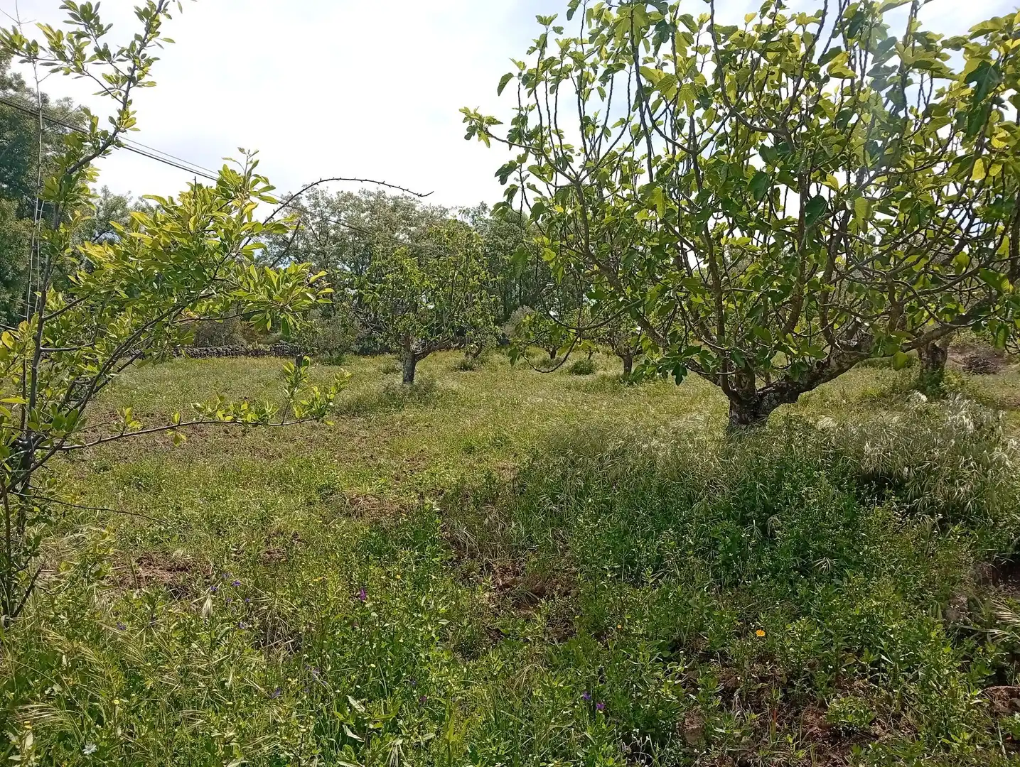 Terreni e lotti in vendita a Villanueva de la Vera, imagen 34