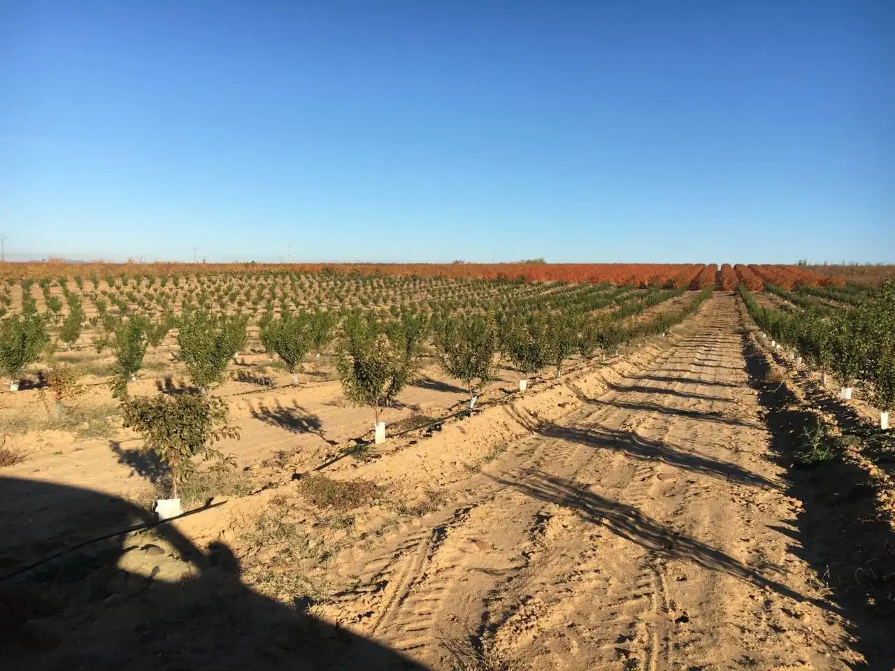 Terreni e lotti in vendita a Villanueva de la Serena, imagen 5