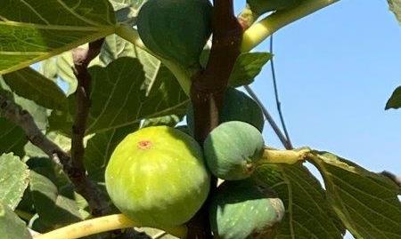 Photo 5 of Single-family semi-detached for sale in Olías, Málaga