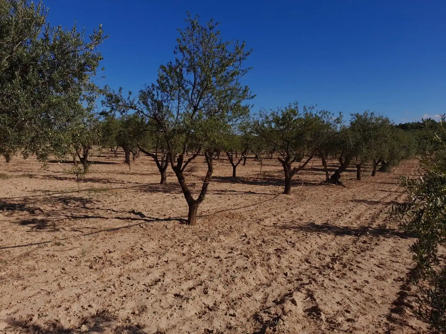 Casa o xalet en venda en Flix amb Jardí privat, Terrassa i Traster