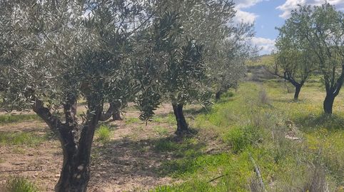 Immagine 5 dell'annuncio