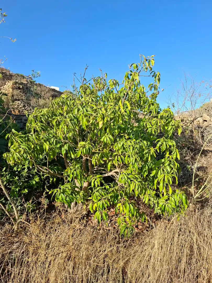 Terreno rustico in vendita a Arico, imagen 7
