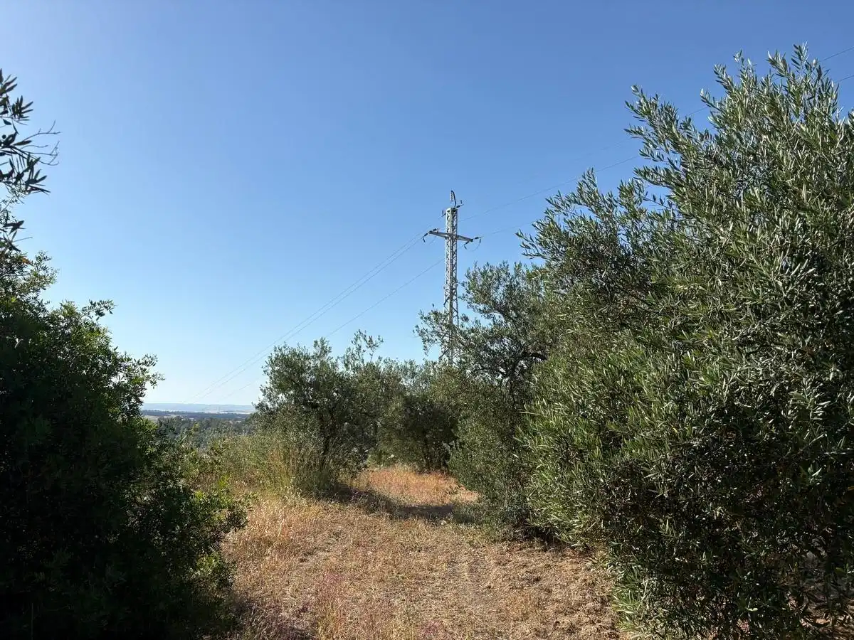 Terreny rústic en venda a Sanlúcar la Mayor, imagen 12
