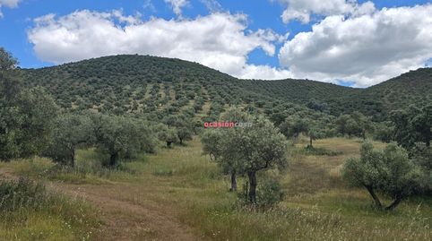 OLIVAR EN VENTA EN POZOBLANCO, imatge 5