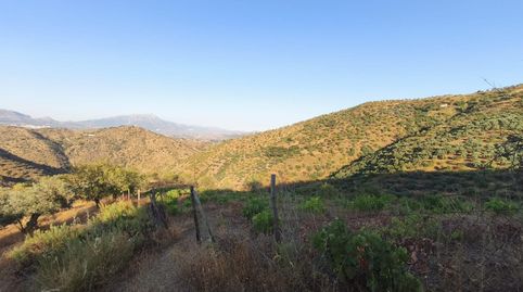 VENTA FINCA CON VIÑEDOS LOS LAGARES, immagine 5
