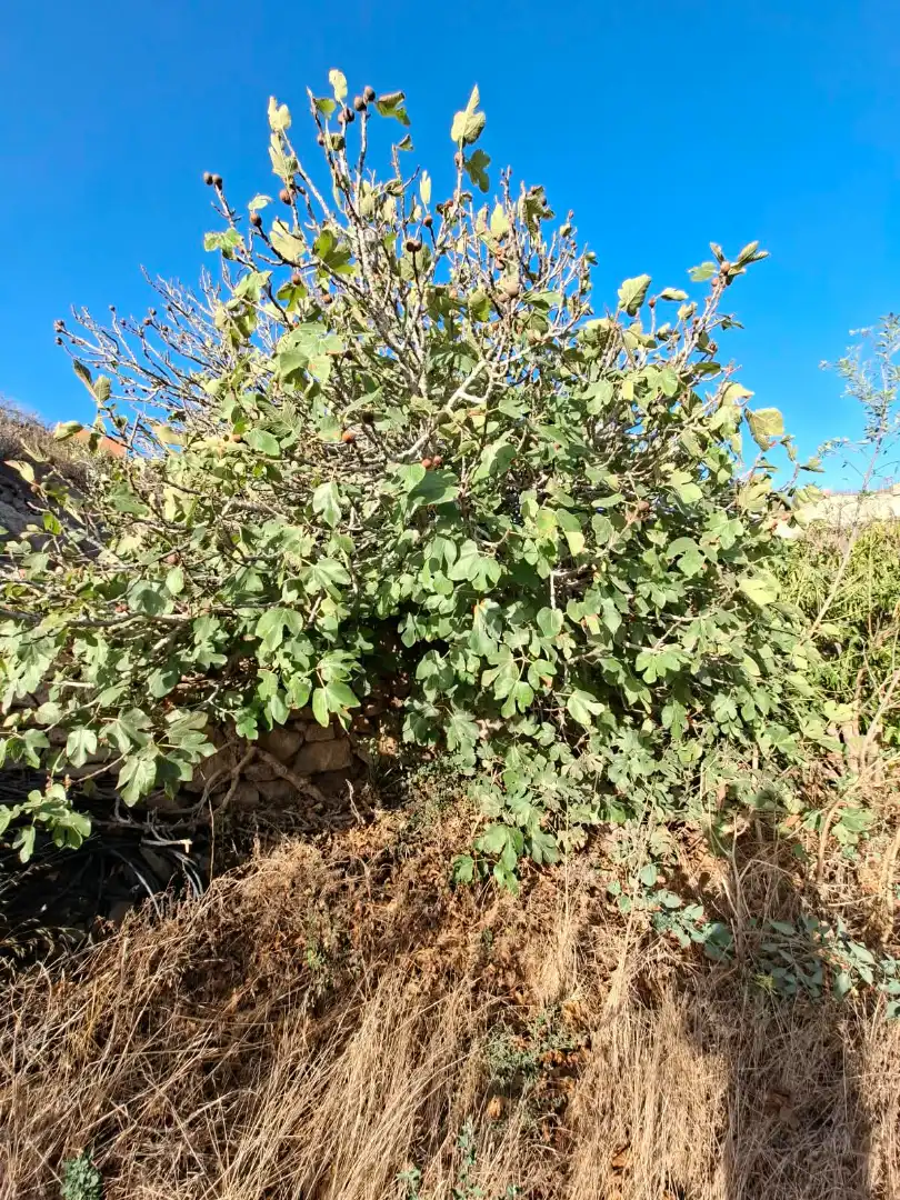 Terreno rustico in vendita a Arico, imagen 5