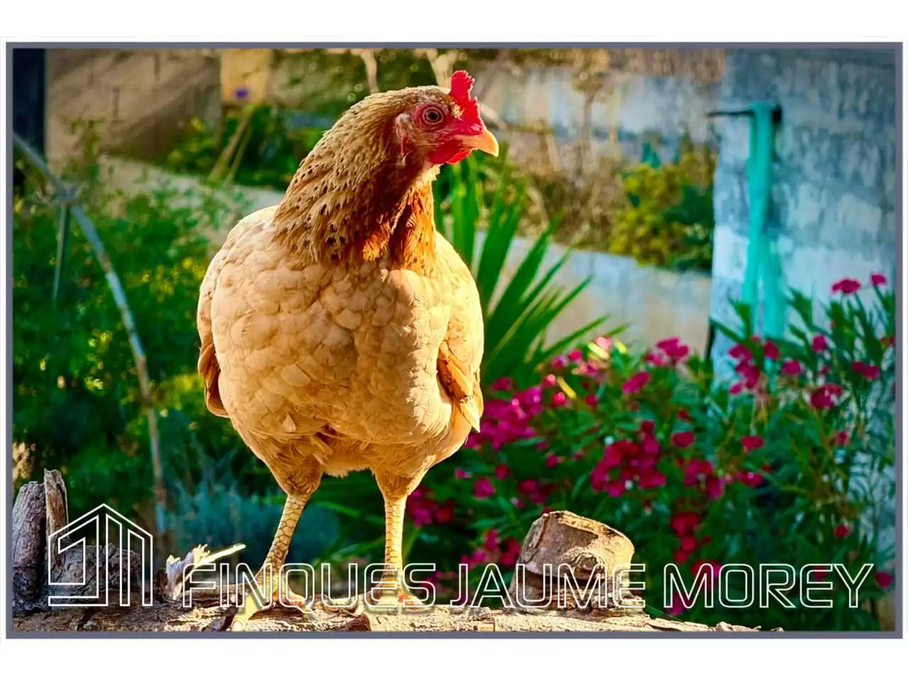 Maison rustique avec piscine à vendre à Calle Carretera de Marjals 1, imagen 5