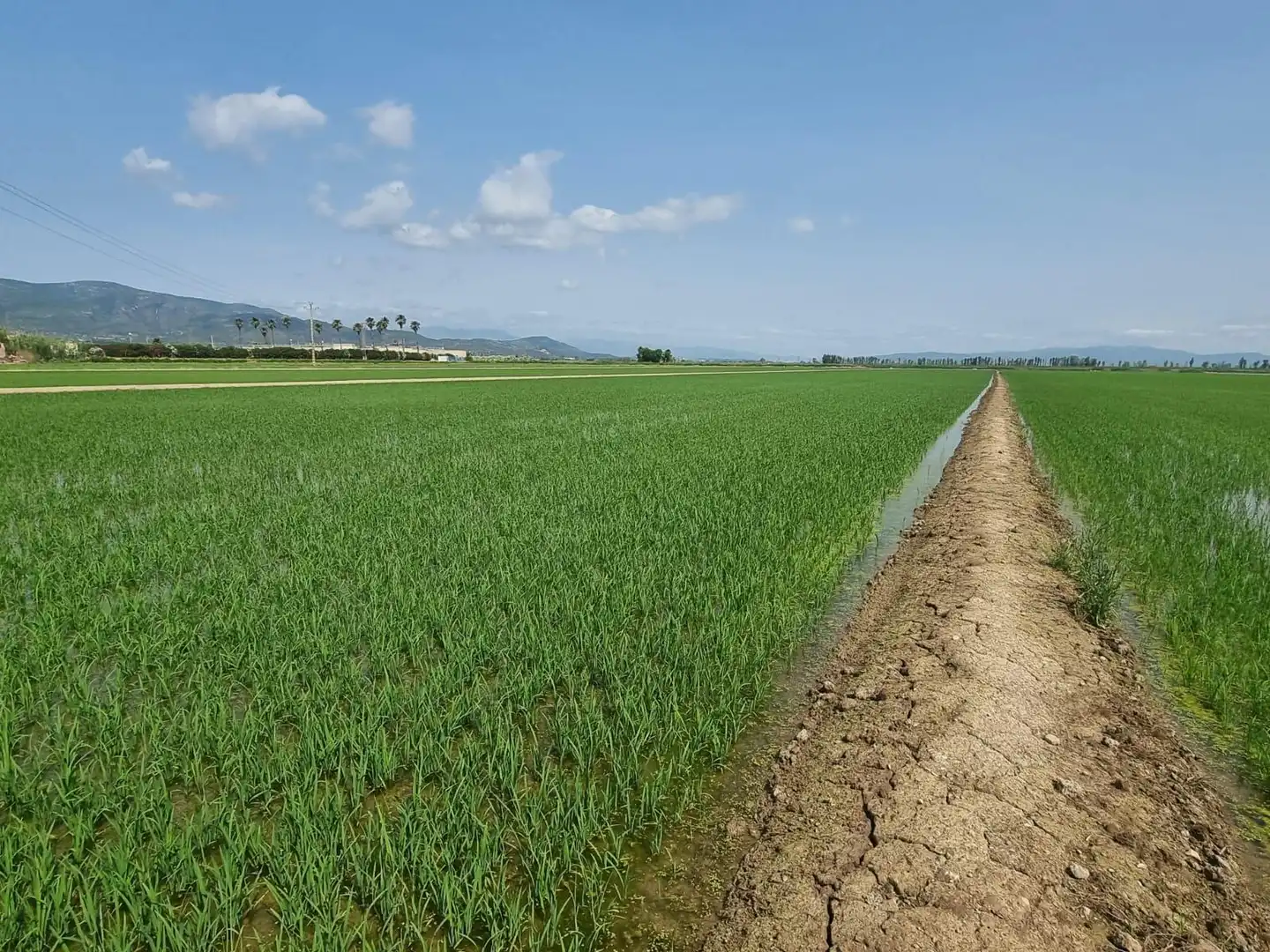 Land for sale in La Ràpita